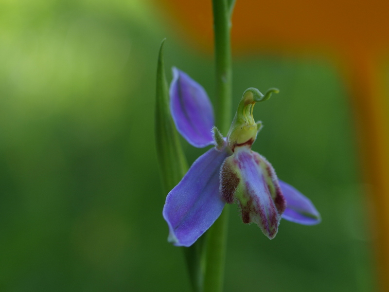 Ophrys apifera var. tilaventina